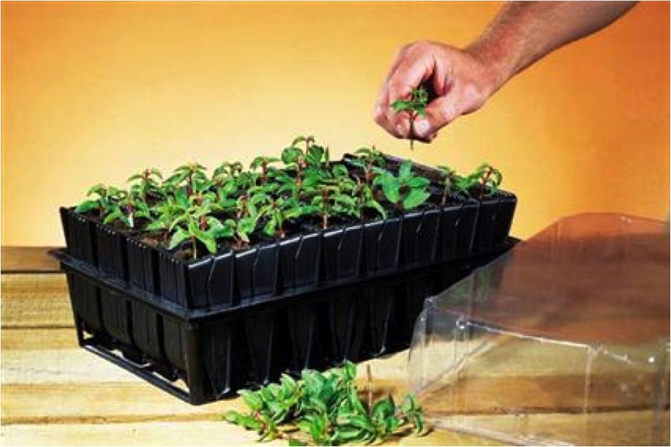 Root Trainer/Seedling Tray 104 Cavities Pot Pack Of 4 Buy Online from